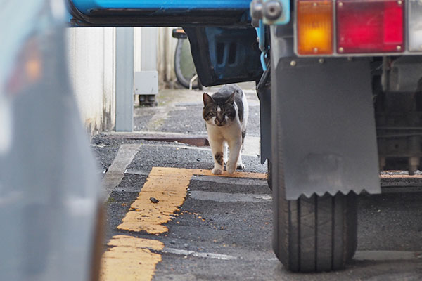 トラック横　正面オンブレ