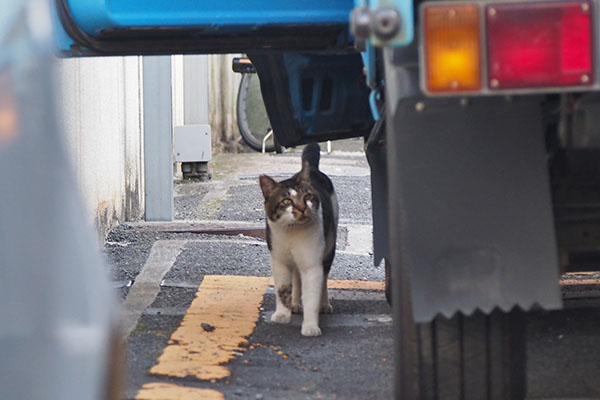 後部座席も見る　オンブレ