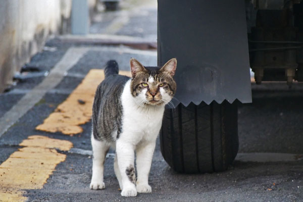 オンブレ　カメラ目線