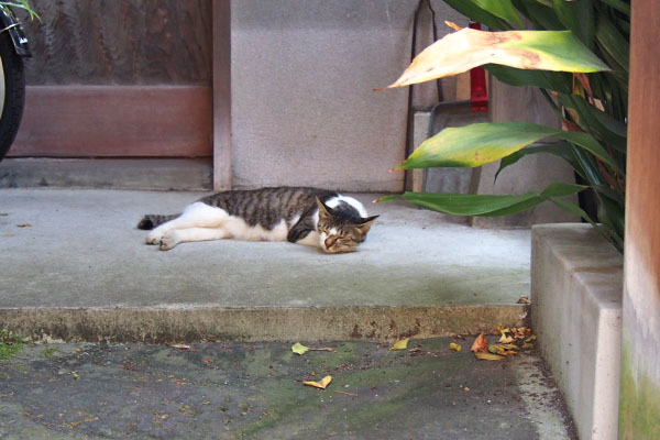 コーちゃん　すやすや