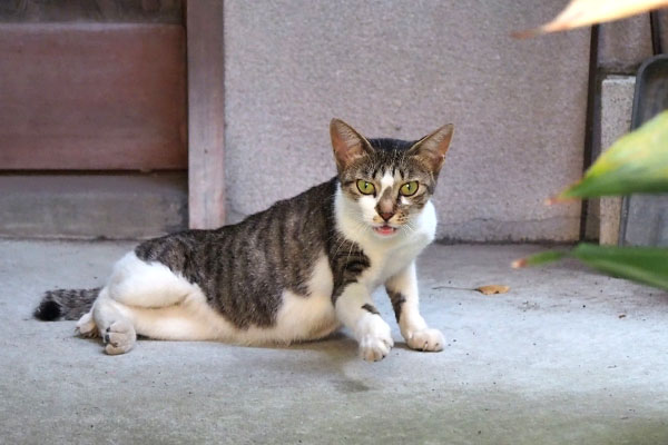 コーちゃん　起きる