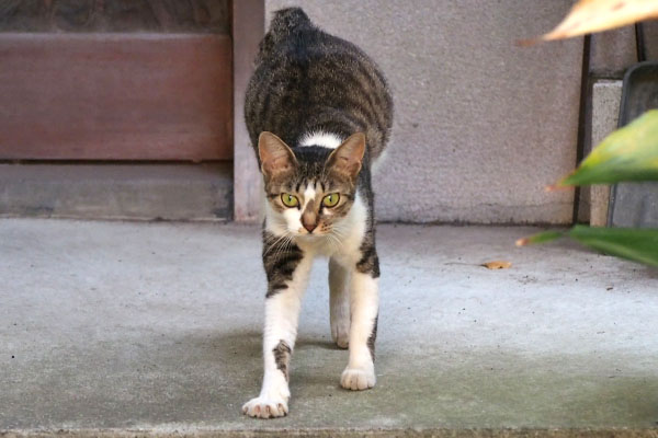 コーちゃん　伸びのお腹周り