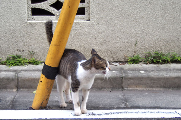 コーちゃん　鳴く