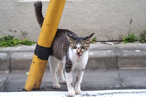 コーちゃん　おねだりするも