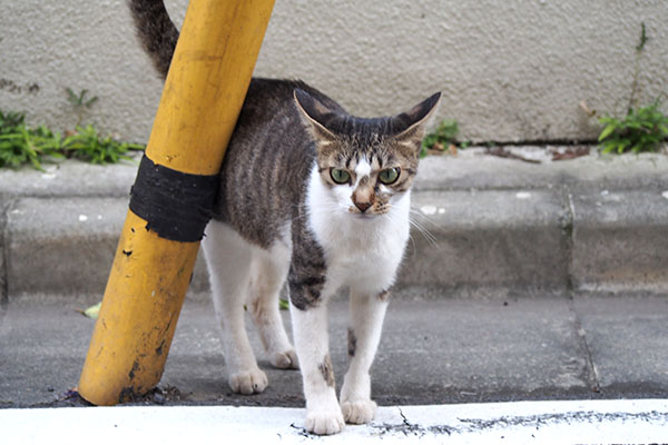 kochan staring with funny ears