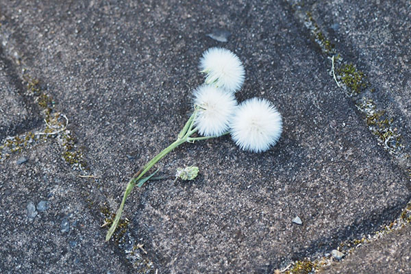 かわいい花　flower white