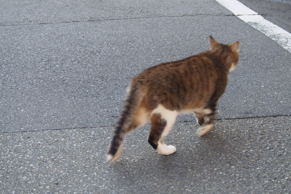 サーヤ　道路横断