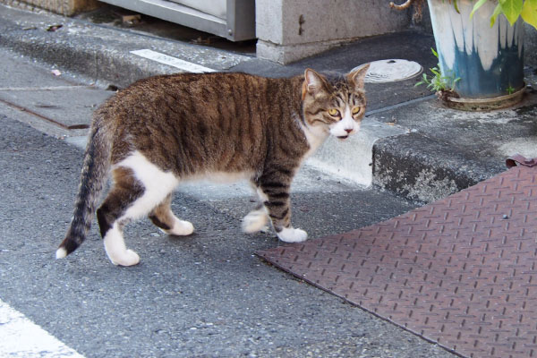 サーヤ　振り向く