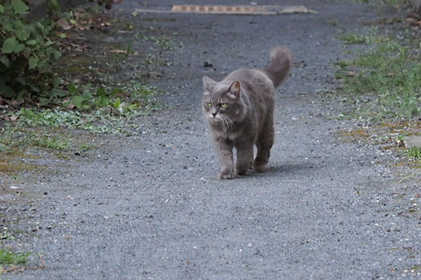 マフ　やって来た