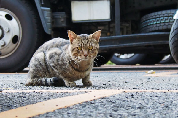 きじとら猫現る