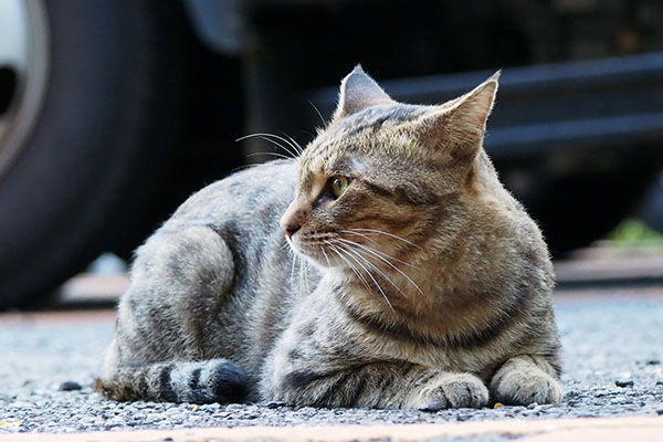 クロス　視線を外してる