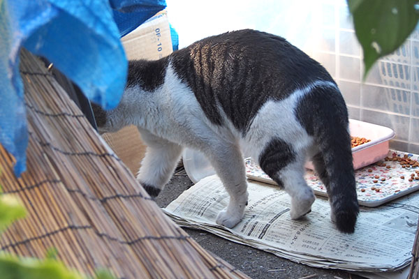 オンブレ　餌場