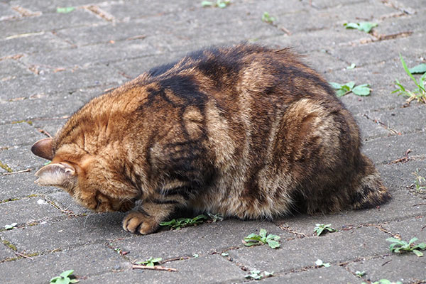 クラタン　まるっとした横から