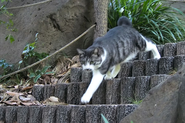 タンタル　階段を駆け下りて来る