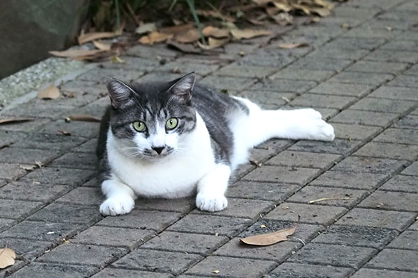 タンタル　行くにゃか