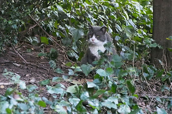 オット　タンタルを見てる