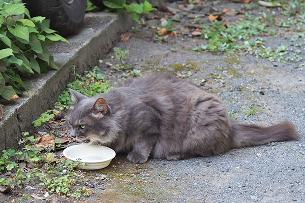 マフ　睨みながら手前で食べる