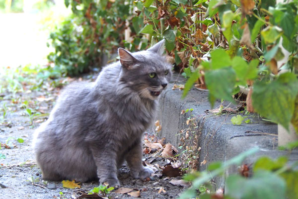 マフ　お口の整理中