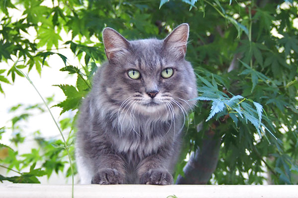 mafu staring on the fence