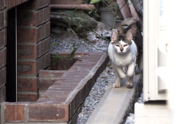 しろまる　跳んでる