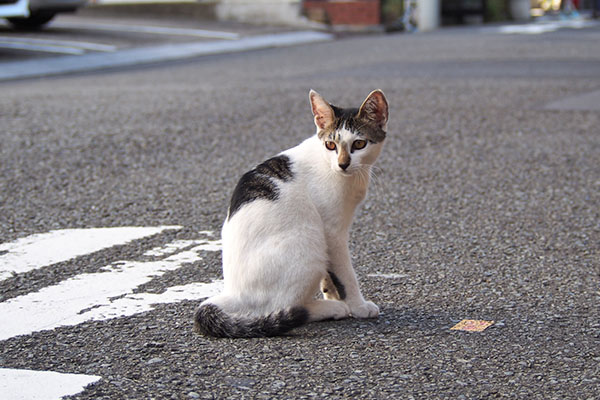 しろまる　道路の真ん中に