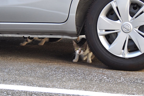 さくら　警戒している目