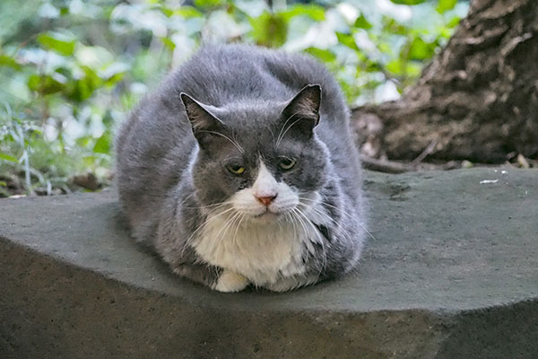 otto on the stone