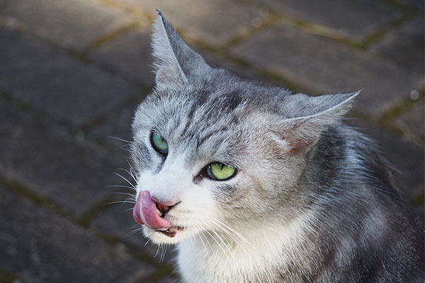 クロム　食べた後のぺろん