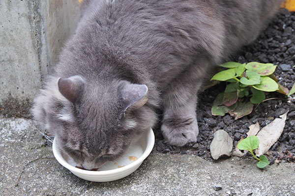 フェンスの向こうから食べる