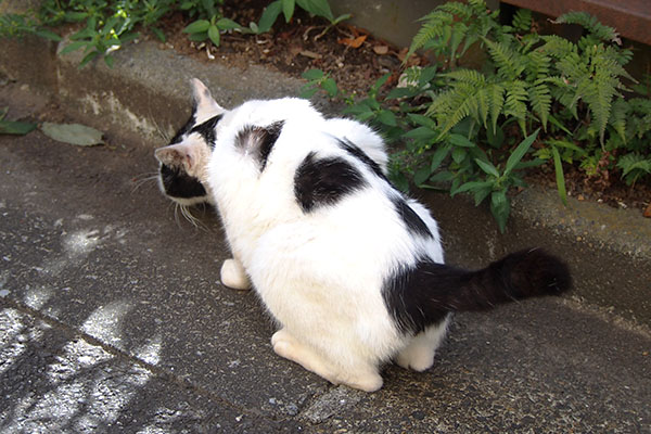 坊　しっぽあげつつ食べる