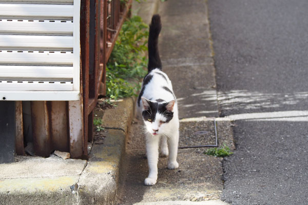 追いかけて来る坊