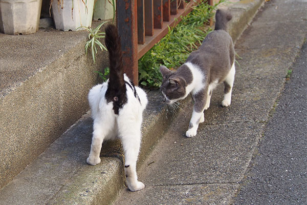 ちびにゃん参戦