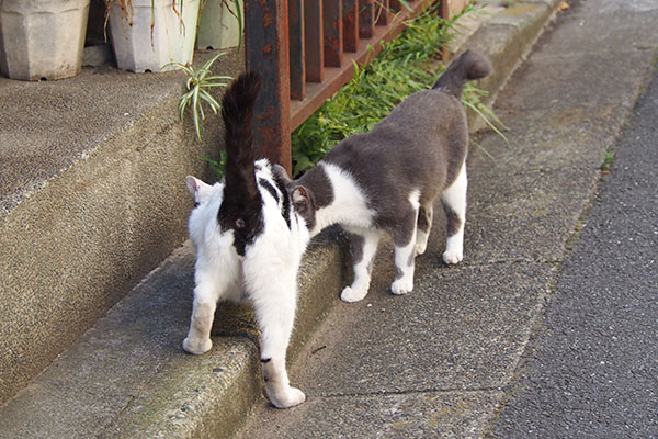 ちびにゃんに譲らない坊