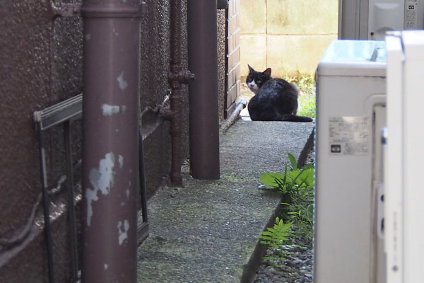 路地に白黒猫　ポチ