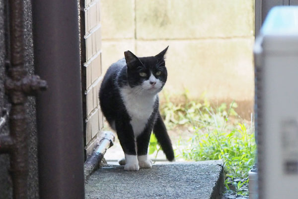 左右対称柄　ポチ