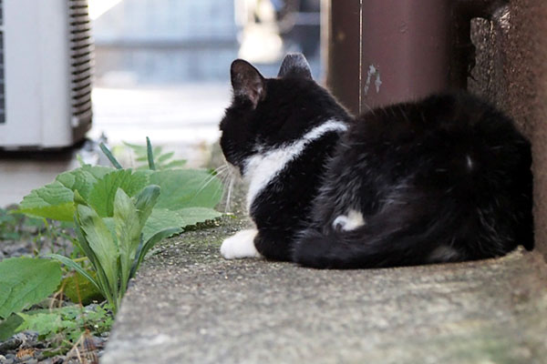 逃げる事なくそこに居たポチの背中