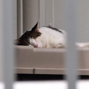 roof naptime