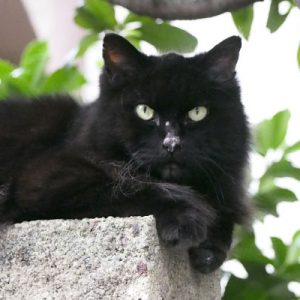 ハリマ お顔を撮る