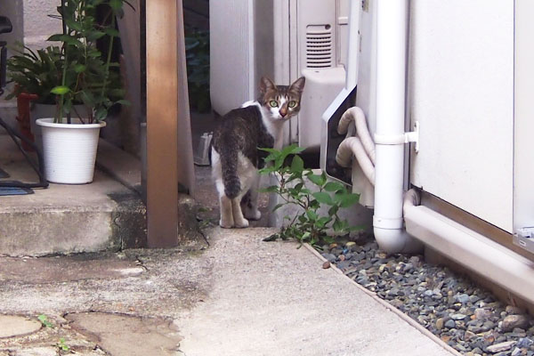 コーちゃん　振り返る