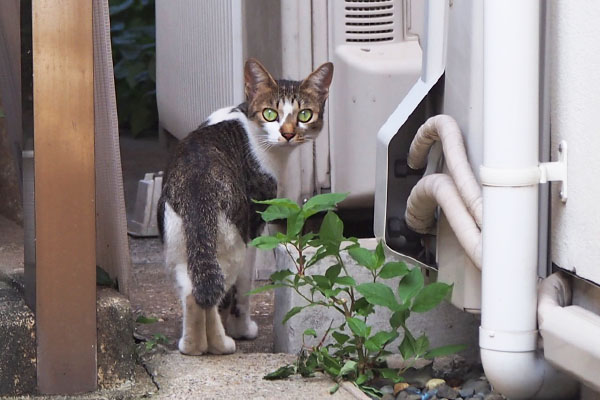 コーちゃん　動かず