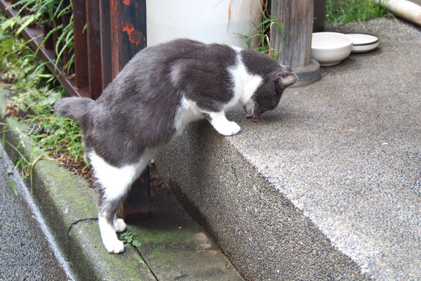 ちびにゃん　食べてる