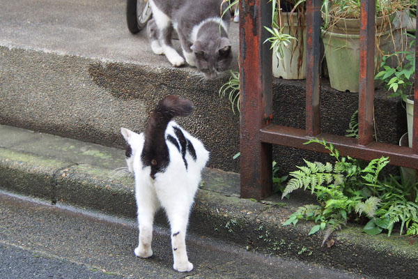 坊のを狙うちびにゃん