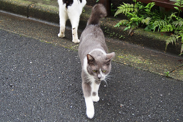 横取り失敗のちびにゃん