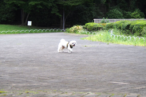 解き放たれた白いワンコ