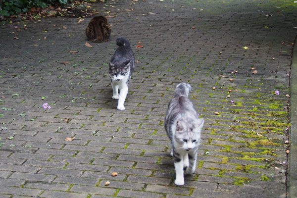 食べ終えて　３猫