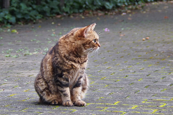 kuratan watching a dog