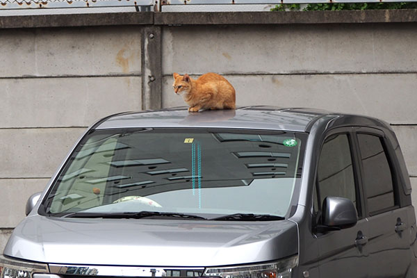 車の屋根にソラちゃん