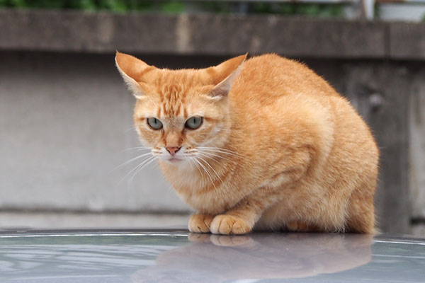 ソラちゃん　イカ耳で抗議