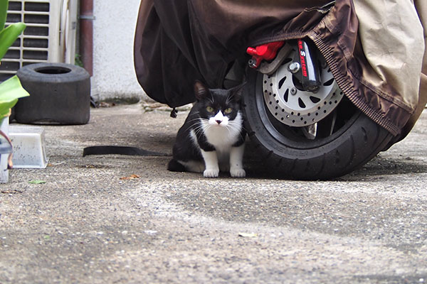 マスク　バイクの下