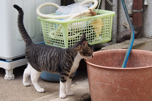 リンクス　お水溜まった？